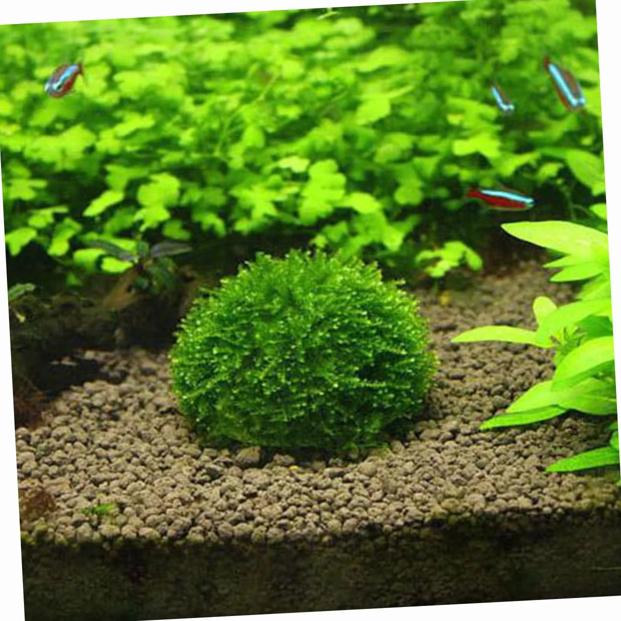 Casa Decorativa per Gamberetti Trasparente Sfera di Muschio in Plastica per Acquari, Struttura a Vite, Purifica L'acqua e Favorisce la Crescita delle Piante Acquatiche
