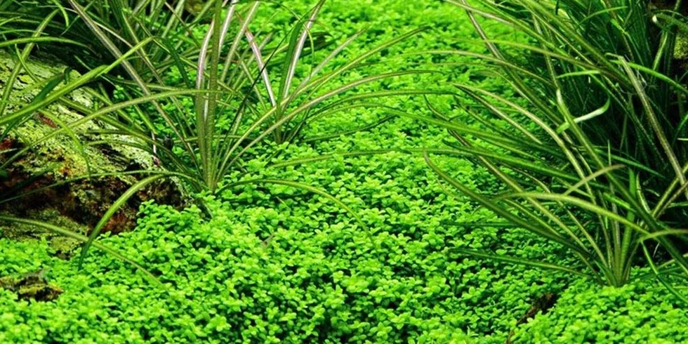 AquaOne Hemianthus callitrichoides 'Cuba' Pianta d'acquario Copertura Fondo Radicata Facile da Pulire Aquascaping