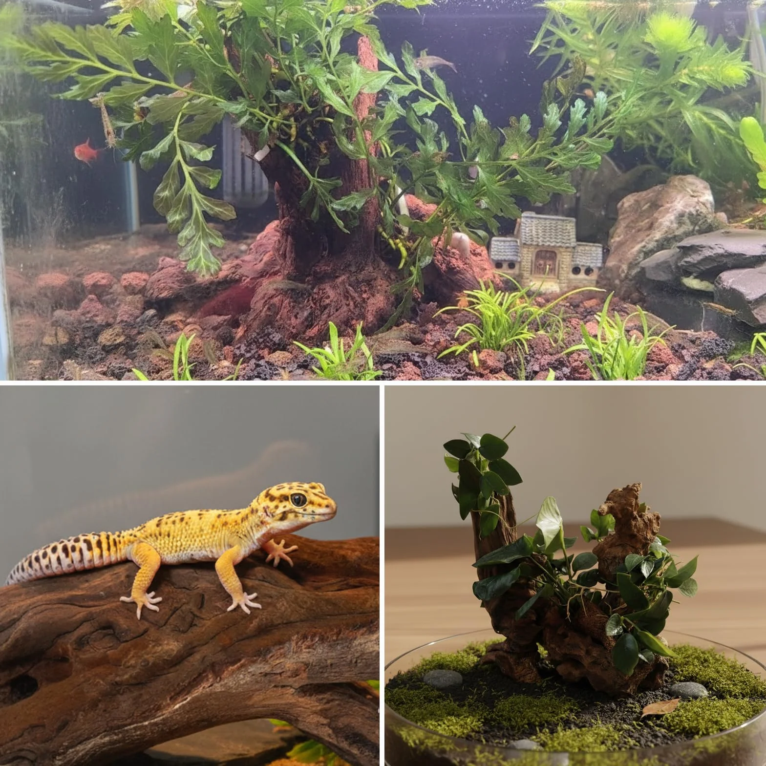 emours Legno naturale per acquario, 116,8 cm, rami intrecciati naturali, a basso tannino, ideale per acquari di gamberetti/betta e nano, anche per terrari per rettili (confezione da 5 pezzi)