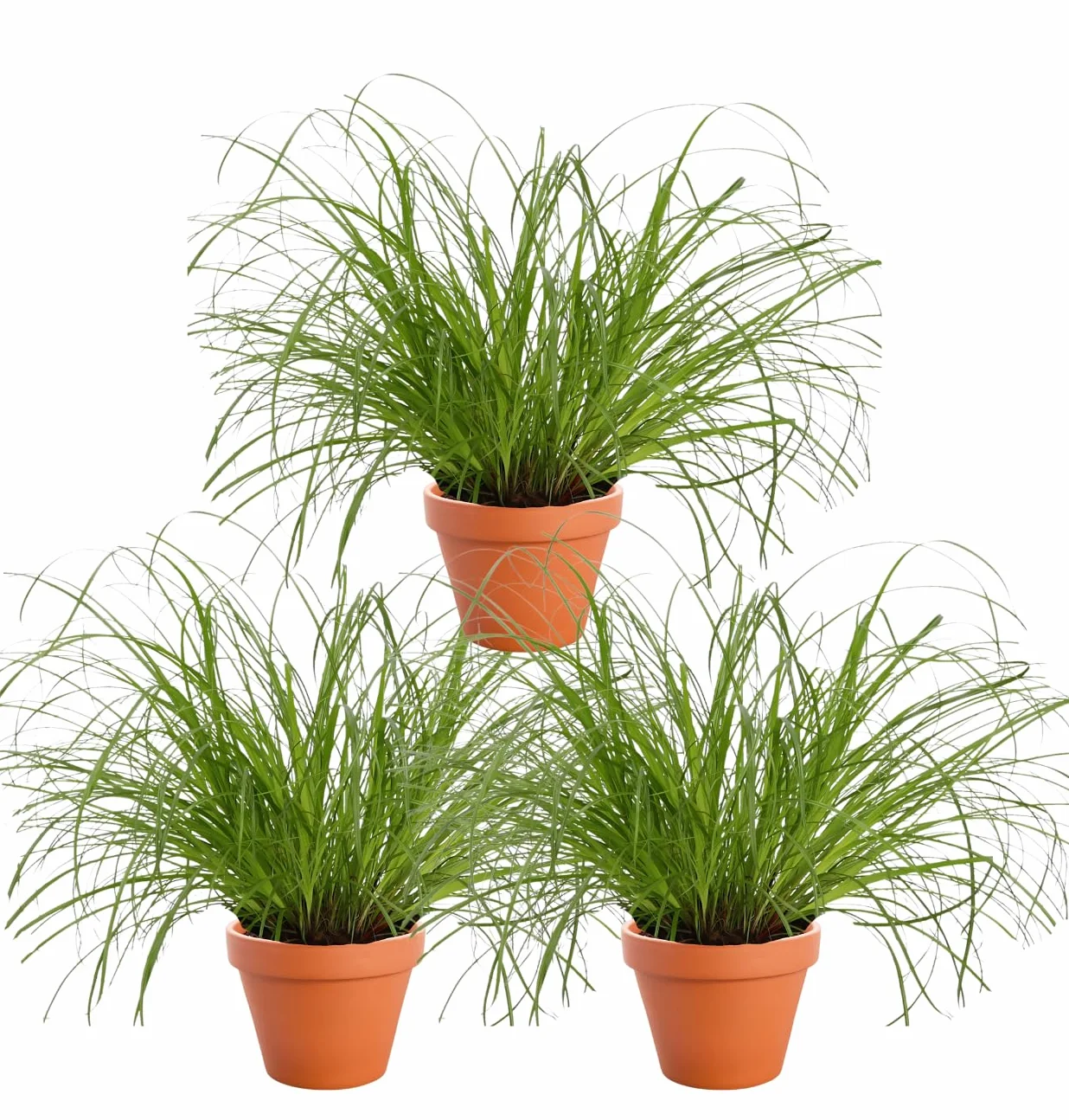 Set di 3 piante "erba gatta", +/- 20 – 30 cm, vaso dal diametro 10 – 15 cm, 3x erba gatta per casa e ufficio, atossica e adatta agli animali, qualità dal professionista delle piante, spedizione rapida