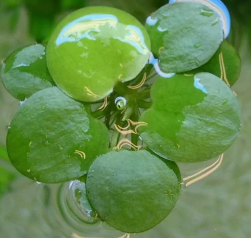 Amazon Frogbit Limnobium laevigatum Live Aquarium Piante galleggianti