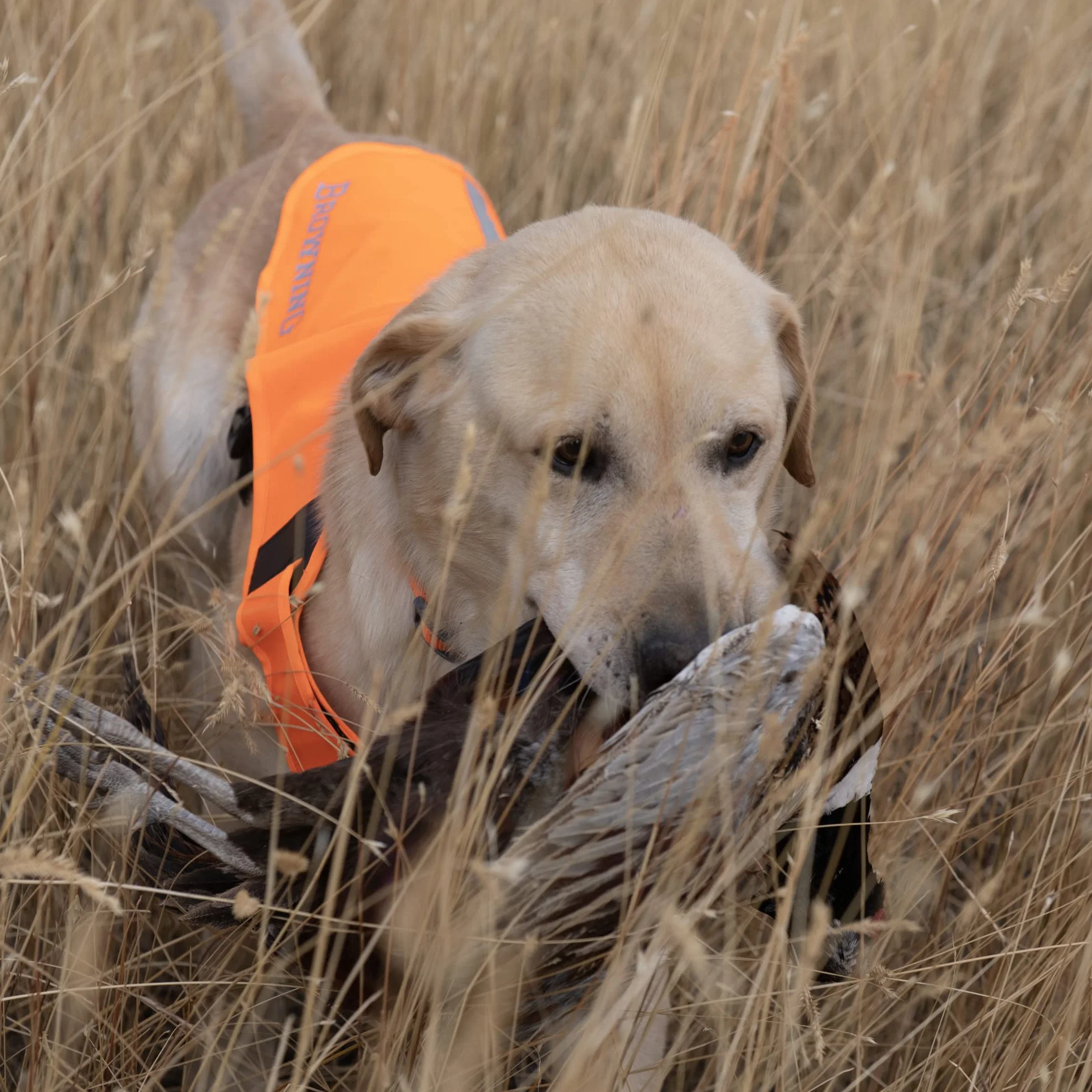 Browning Pet Gilet ad alta visibilità, regolabile di sicurezza per cani, arancio di sicurezza, grande (P000038680104)