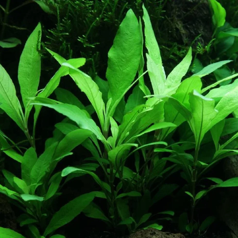 AquaOne Set di 5 piante acquatiche per acquario, piante acquatiche per principianti, aroma: igrophila Cryptocoryne Eleocharis Anubias I set con 5 piante per acquario
