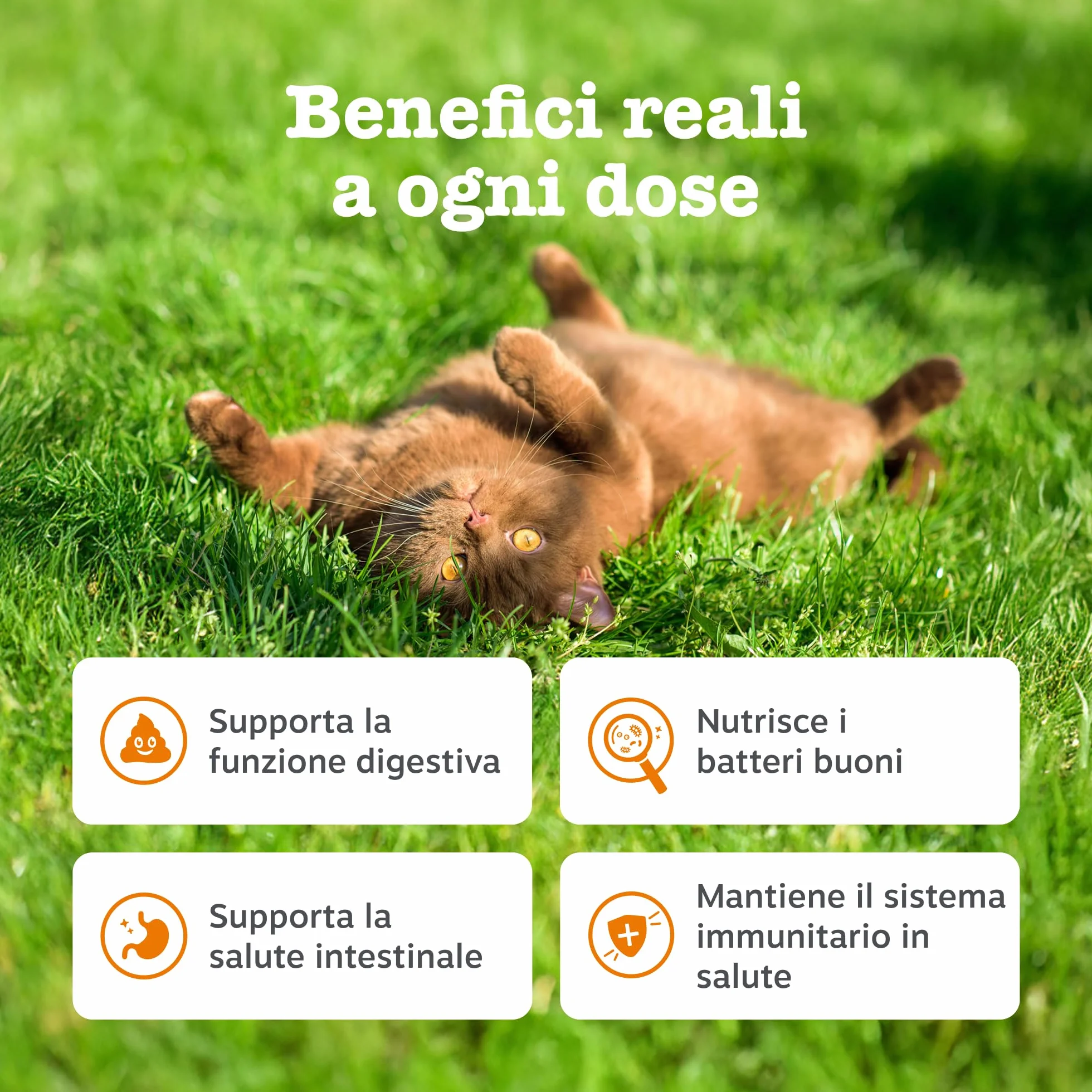 Zesty Paws Digestion & Prebiotic Paste - Digestione - per Gatti – Supporta Salute Intestinale e Sistema Immunitario – con Postbiotici, Inulina, Olio Algale e Vitamine C ed E – Gusto Pesce – 75g