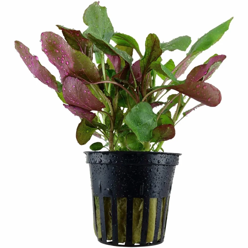 Lobelia Cardinalis – Pianta Viva per Acquario Facile – Ideale per Neofiti – Crescita Rapida, Foglie Rosso-Verdastre