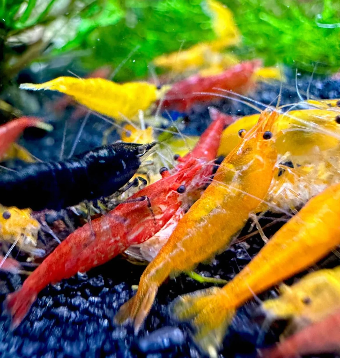 Neocaridina Gamberetti vivi per acquario, 20 pezzi, colori misti, 1-1,5 cm