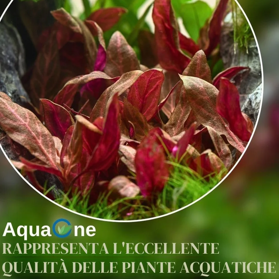 AquaOne Pianta per acquario Anubias barteri var. barteri | Pianta acquatica per acquario, rizoma/rizoma, completamente radicata, facile da pulire, decorazione per Aquascaping