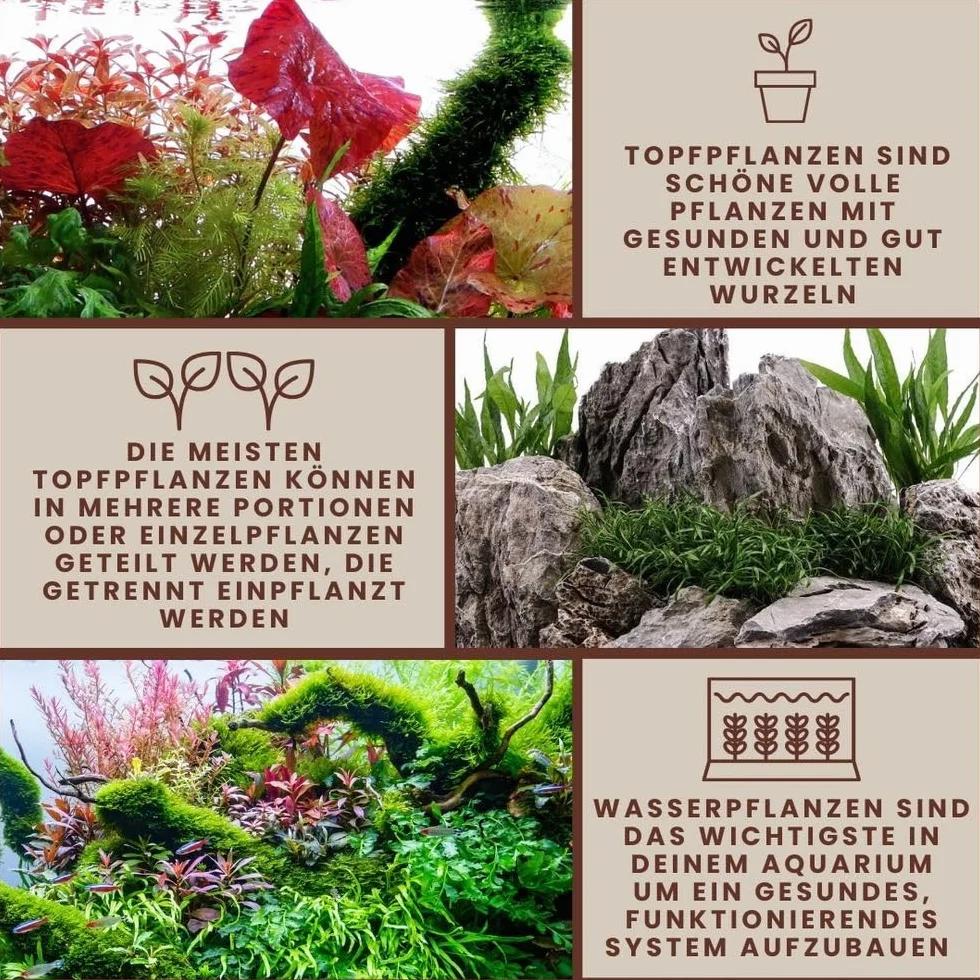 AquaOne Pianta per acquario Anubias barteri var. barteri | Pianta acquatica per acquario, rizoma/rizoma, completamente radicata, facile da pulire, decorazione per Aquascaping