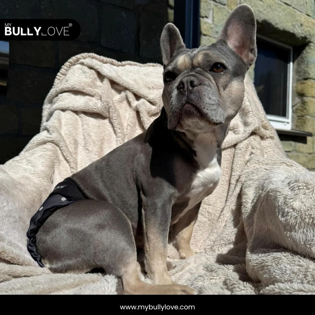 Mutandine igieniche lavabili per bulldog francese femmina in calore
