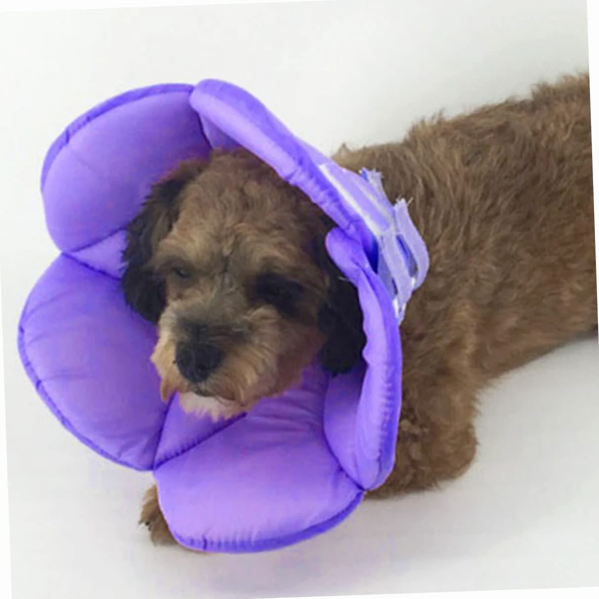 SUPVOX 2 Pz Collana per Animali Domestici Collare per Il Recupero del Gatto Collare Gonfiabile Scudo per Animali Domestici elisabettiano per Cani Anti-afferramento i Fiori