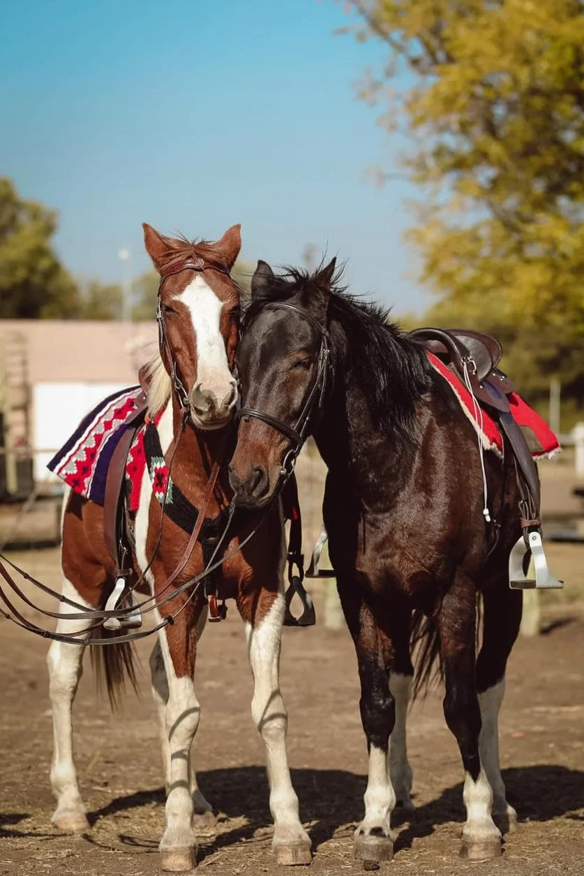 Collare da Petto in Mohair per Cavallo Western Cheval's International, Accessorio Equestre in Lana e Pelle, Regolabile, Nero e Viola, Cob