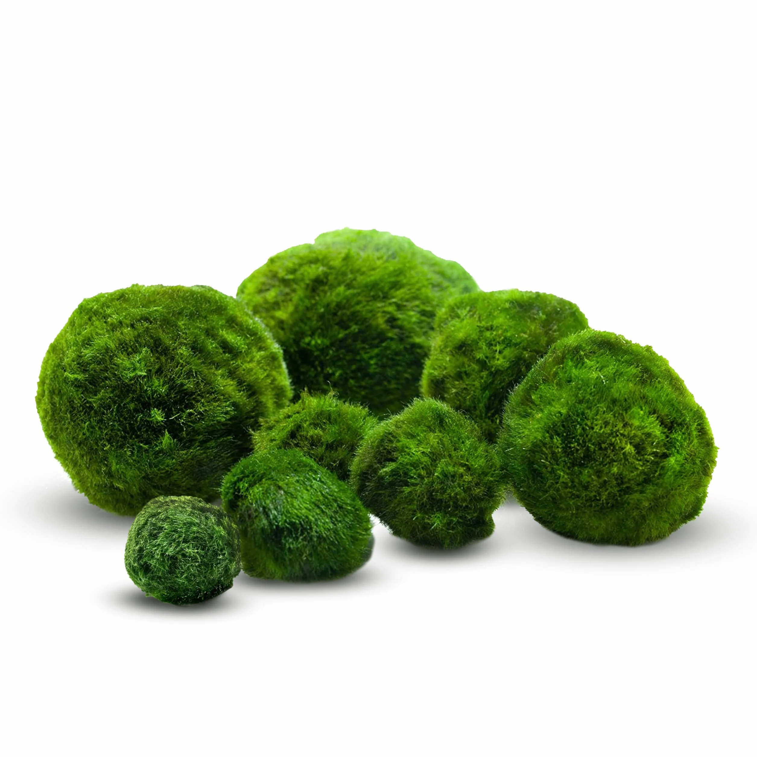 Cladophora aegagropila linneiae muschio per acquario, piante acquatiche, acquari, muschio, decorazione per acquari, piante vere, palline di muschio marimo, 1-3 cm, 15 pezzi + 1 gratis