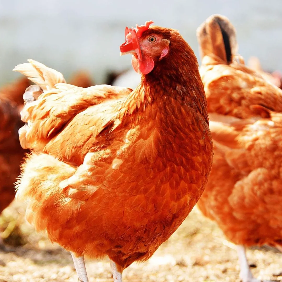 Confezione da 60 occhiali anti-beccaggio per polli, occhiali anti-beccaggio per fagiani, attrezzi per allevamento avicolo, occhiali anti-beccaggio per pollame