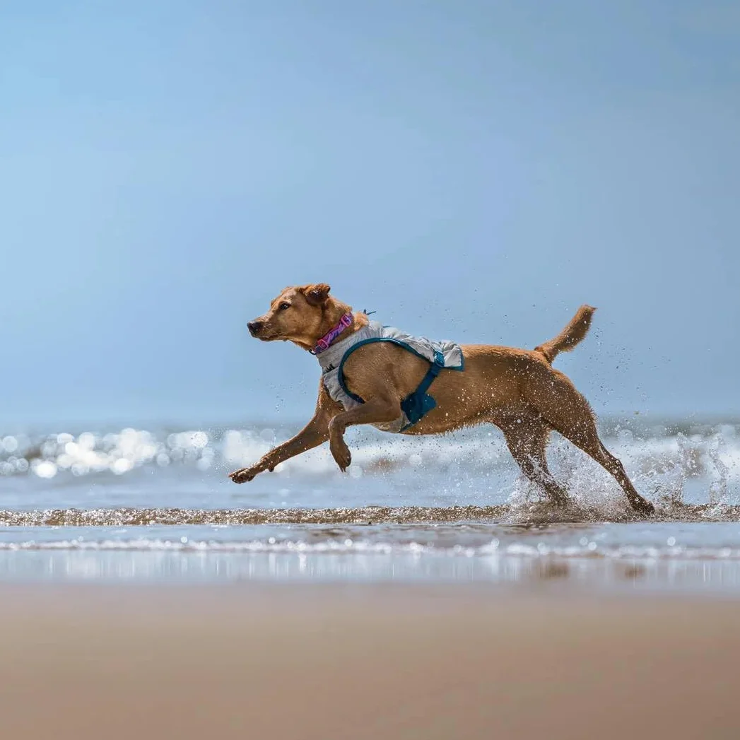 Non-Stop Dogwear Gilet rinfrescante per cani, grigio chiaro/verde acqua (M)