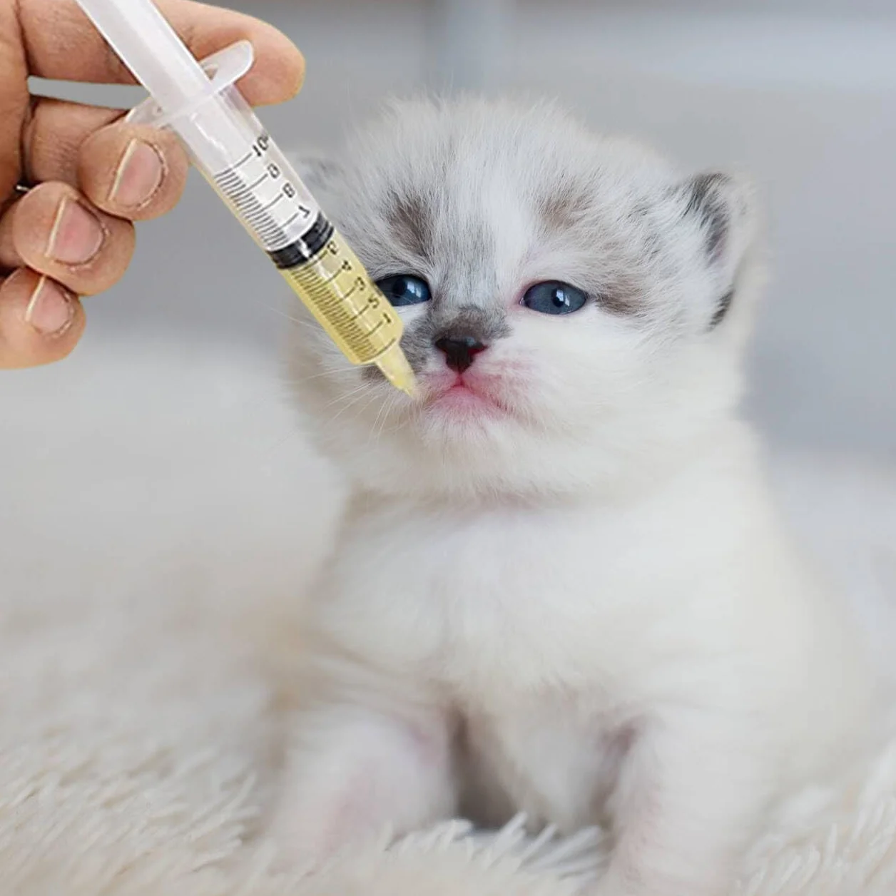 12 pezzi tubo per l'alimentazione degli uccelli giovani, siringa da 10 ml con tubo, cannula a bottone, siringa per cibo per bambini, uccelli, pappagalli, latte, acqua, medicinali, attrezzi per animali