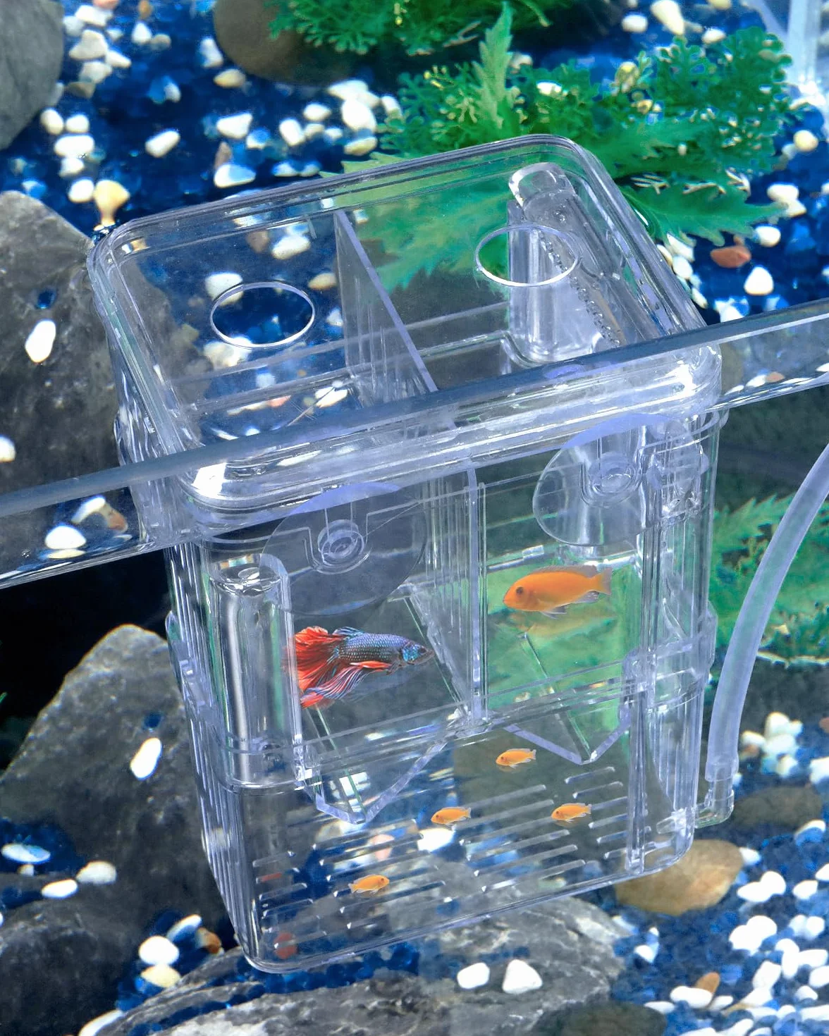 Pawfly Scatola per allevamento di pesci in plastica trasparente per piscina di pesce, incubatrice per pesce, gamberetti, piccola scatola isolante per pesci aggressivi