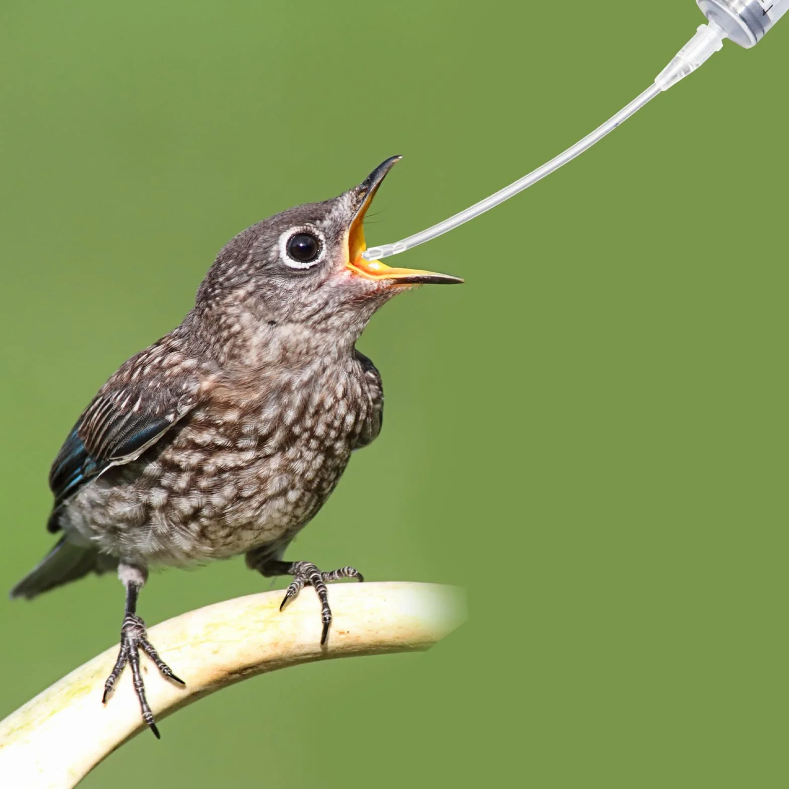 Siringa con tubo, set di mangiatoia per uccelli giovani, siringa da 10 ml con 10 pezzi di tubo, accessori per piccioni, siringhe per fornitura di uccelli baby pappagalli, strumento per alimentazione