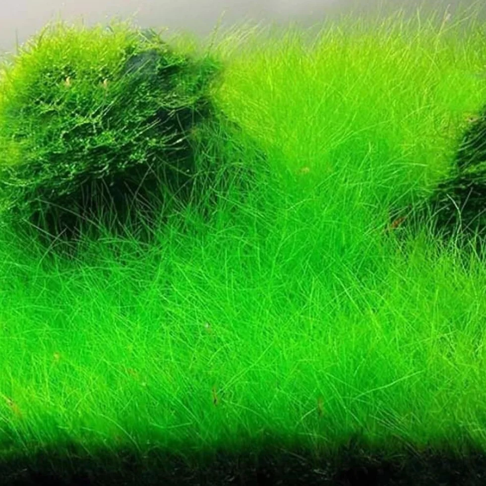 Eleocharis acicularis In Vitro | Pianta d’Acquario Tappezzante a Foglia Sottile | per Primo Piano in Acquario Dolce (Tris, 3, unità)