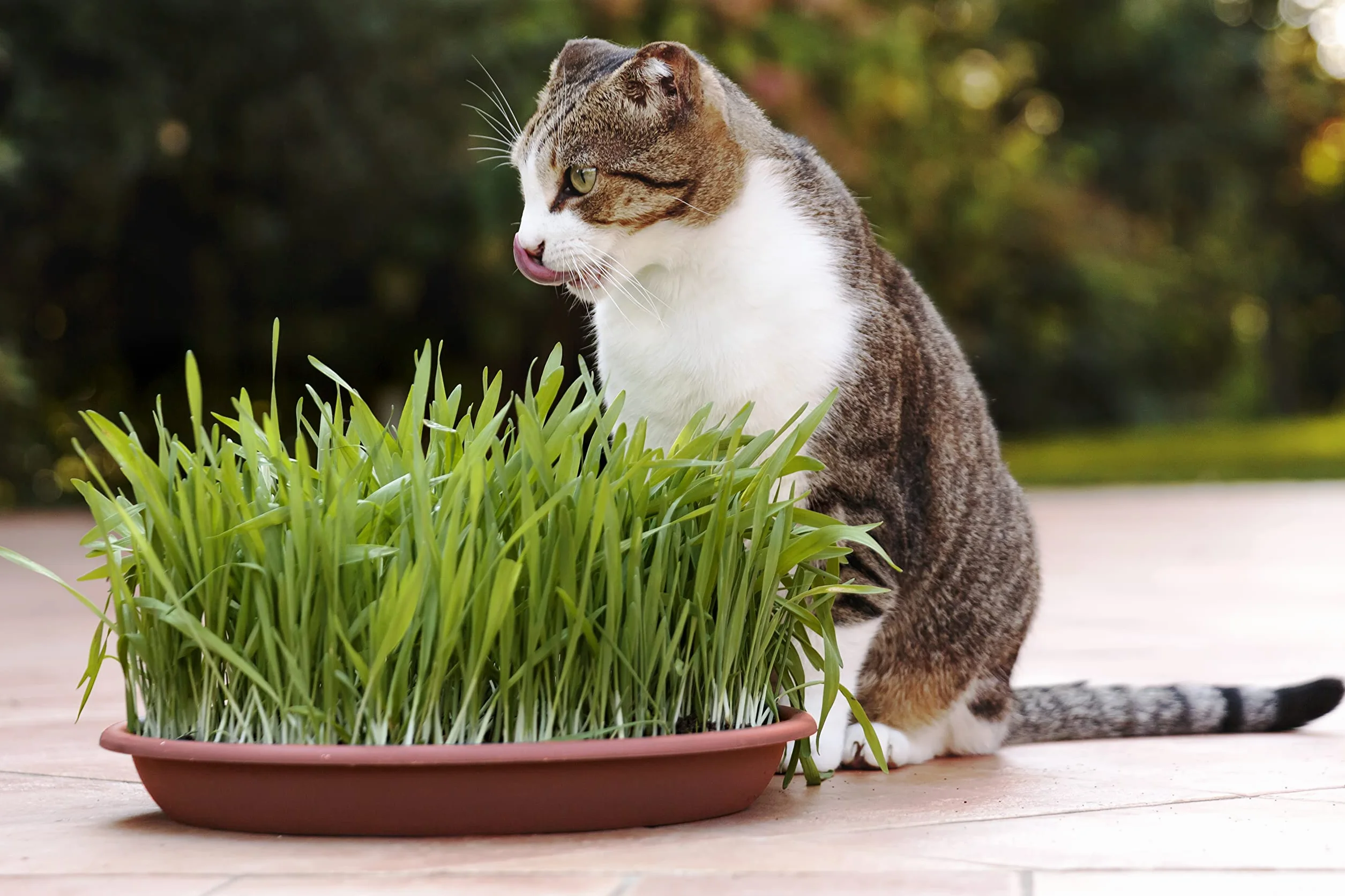 R&R SHOP - Mix di Semi di Erba Gatta, a Crescita Rapida per Un Gatto Felice, Semi Europei di Alta qualità (150gr)