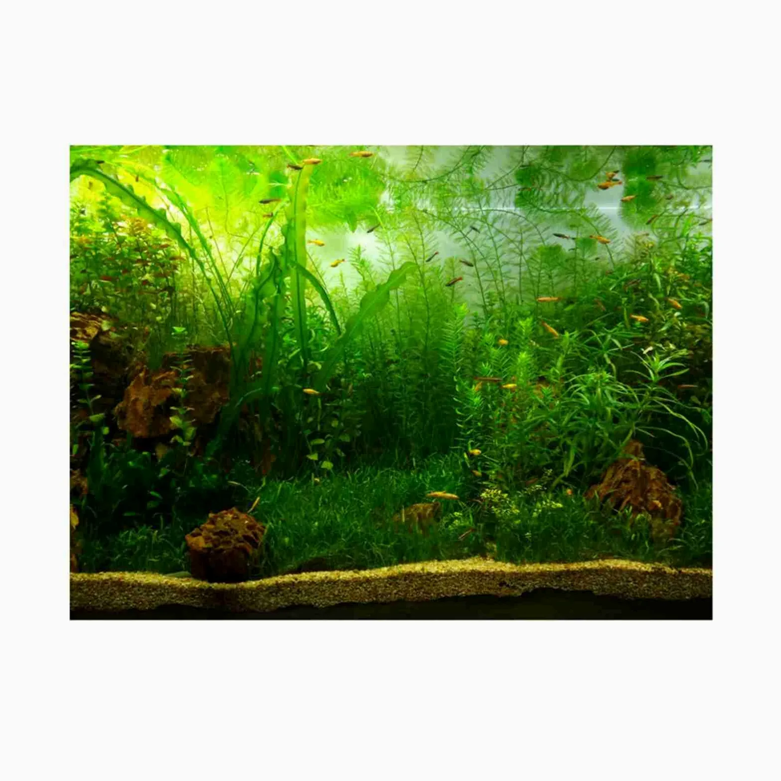 Poster di Sfondo per Acquario con Erba – Decorazione Adesiva in PVC Addensato per Pesci (ACOGEDOot9cfpg3mv-09)