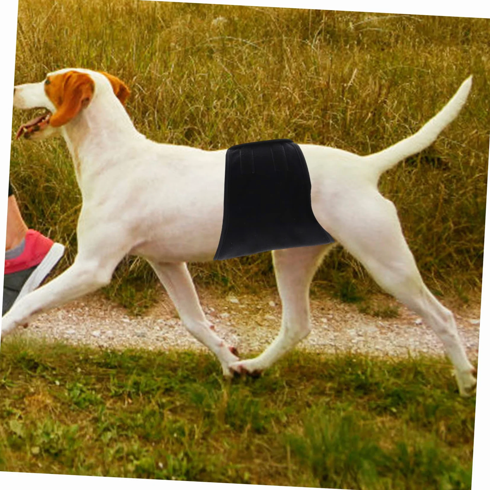 INOOMP 3pezzi Pannolino Riutilizzabile Per Cani Maschi Fascia Addominale Lavabile Protezione Contro Perdite Per Uso Domestico Design Comodo e Leggero Taglia Media