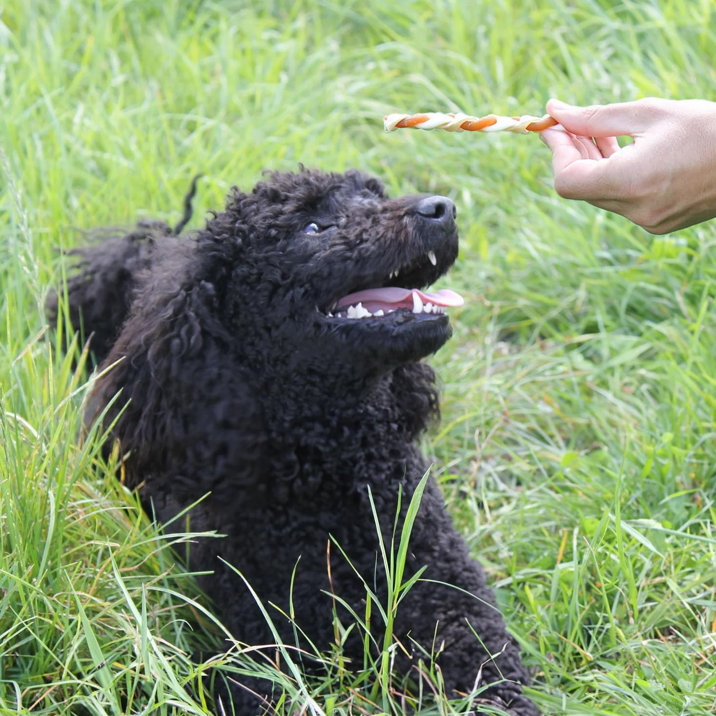 8in1 Delights Chewy Braids XS/S - gustosi bocconcini per cani di piccola taglia, pelle di manzo soda con delizioso pollo, sacchetto da 75 g (5 pezzi)