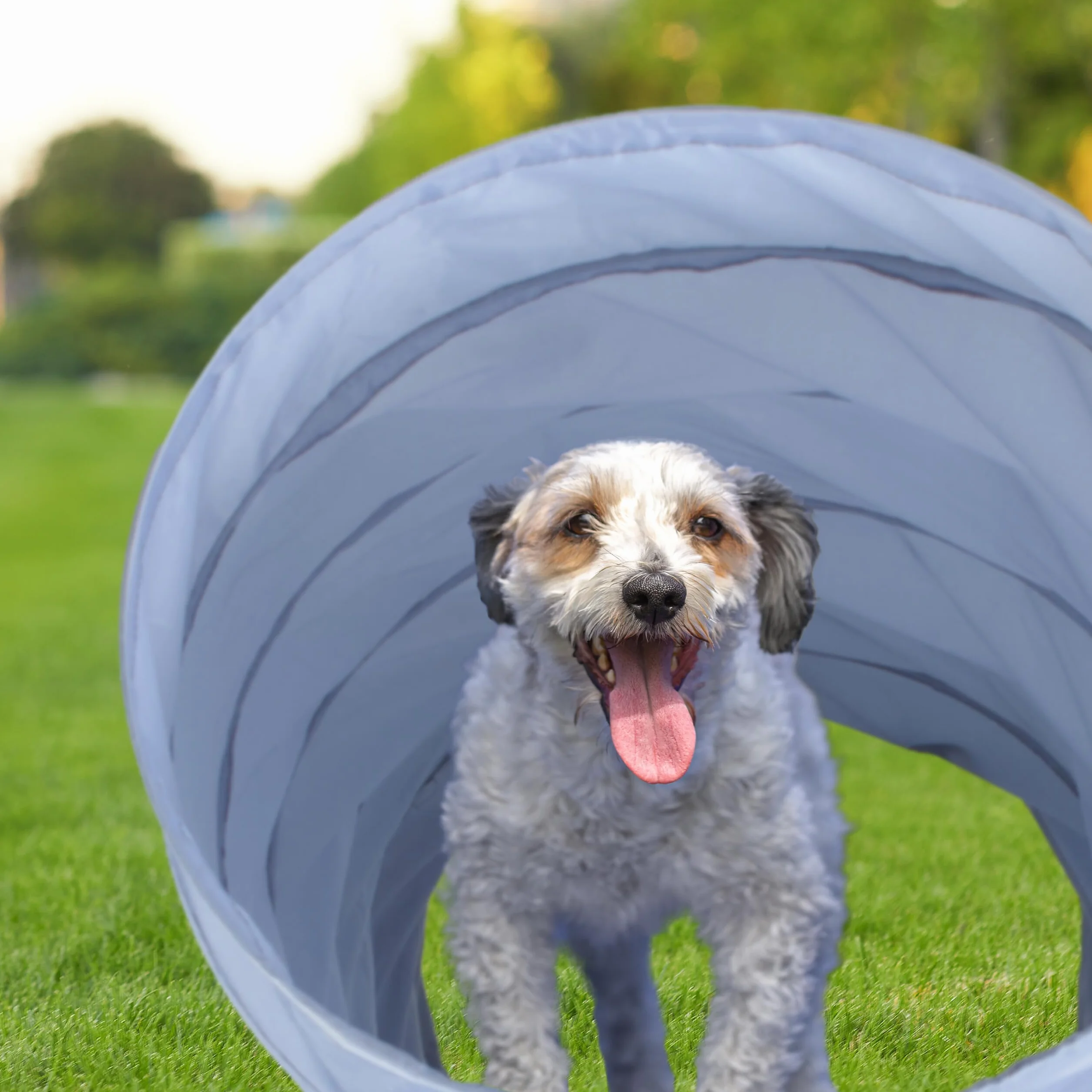 Relaxdays Tunnel per Cani, Tubo da 200 cm Pieghevole, Attrezzatura Agility Dog, Addestramento a Ostacoli, Ø 40cm, Grigio