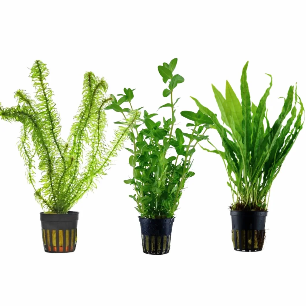 Kit Piante Vere Acquario: Hygrophila, Elodea Densa, Microsorium Pteropus - Piante Vive Acqua Dolce per Principianti