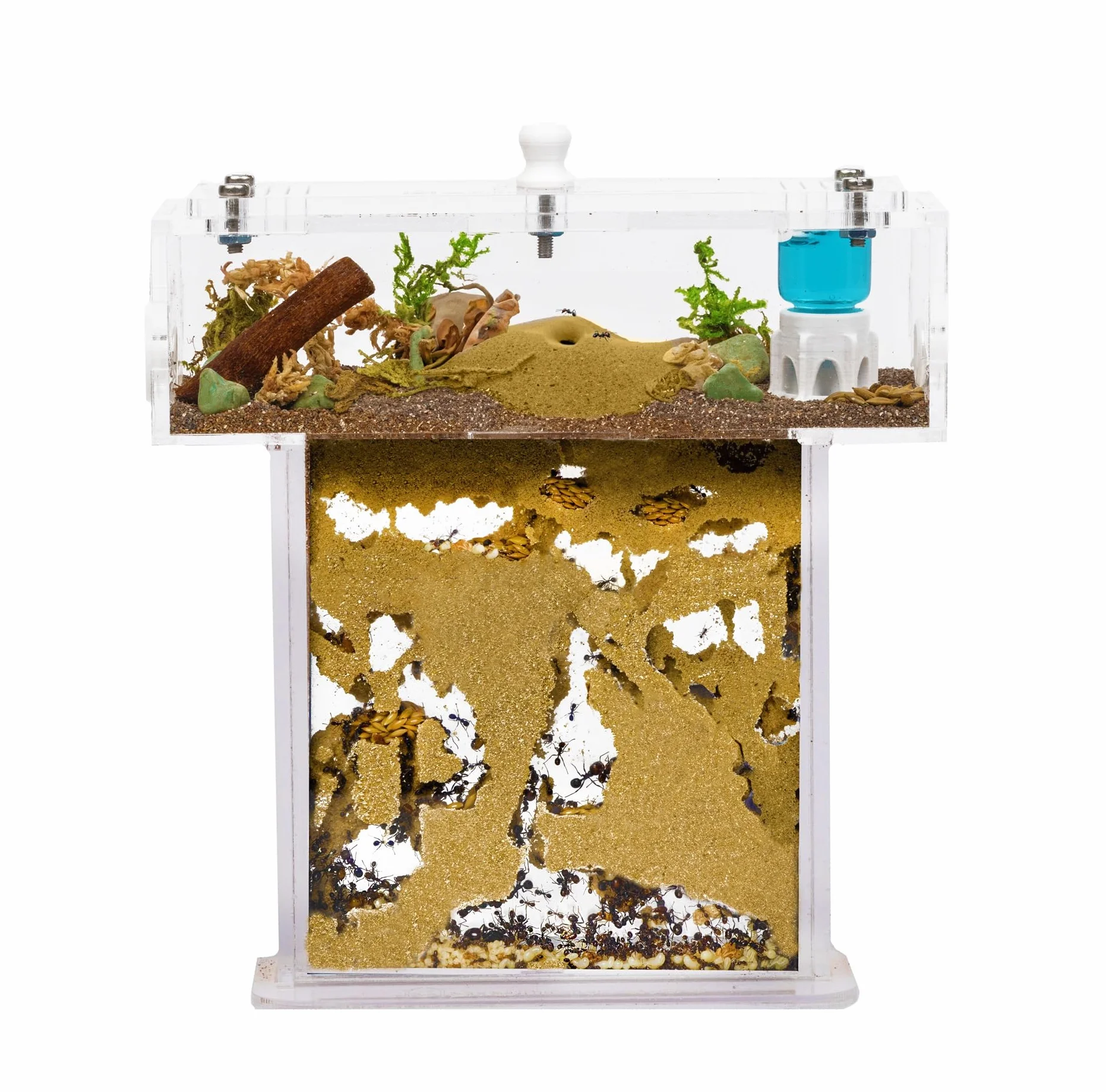 Kit Nido Di Formiche In Acrilico Con Sabbia A Forma Di T Mini - Sandwich 14x5x14 Cm E Cassa Di Foraggiamento - Formicaio Con Formiche Vive Incluse (Regina, Operaie, Uova E Larve) - Trasparente