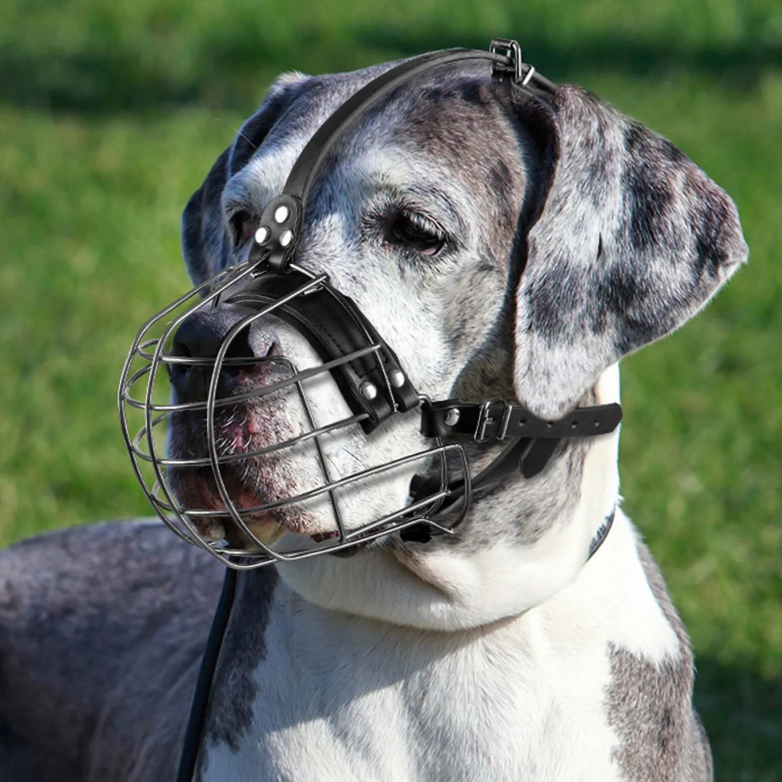 ILEPARK Museruola per Cani in Metallo con Cinghie in Pelle, Pitbull, Alano, Rottweiler, Cestello in Filo Sicuro, Traspirante, Regolabile per Cani Grandi (Nero)