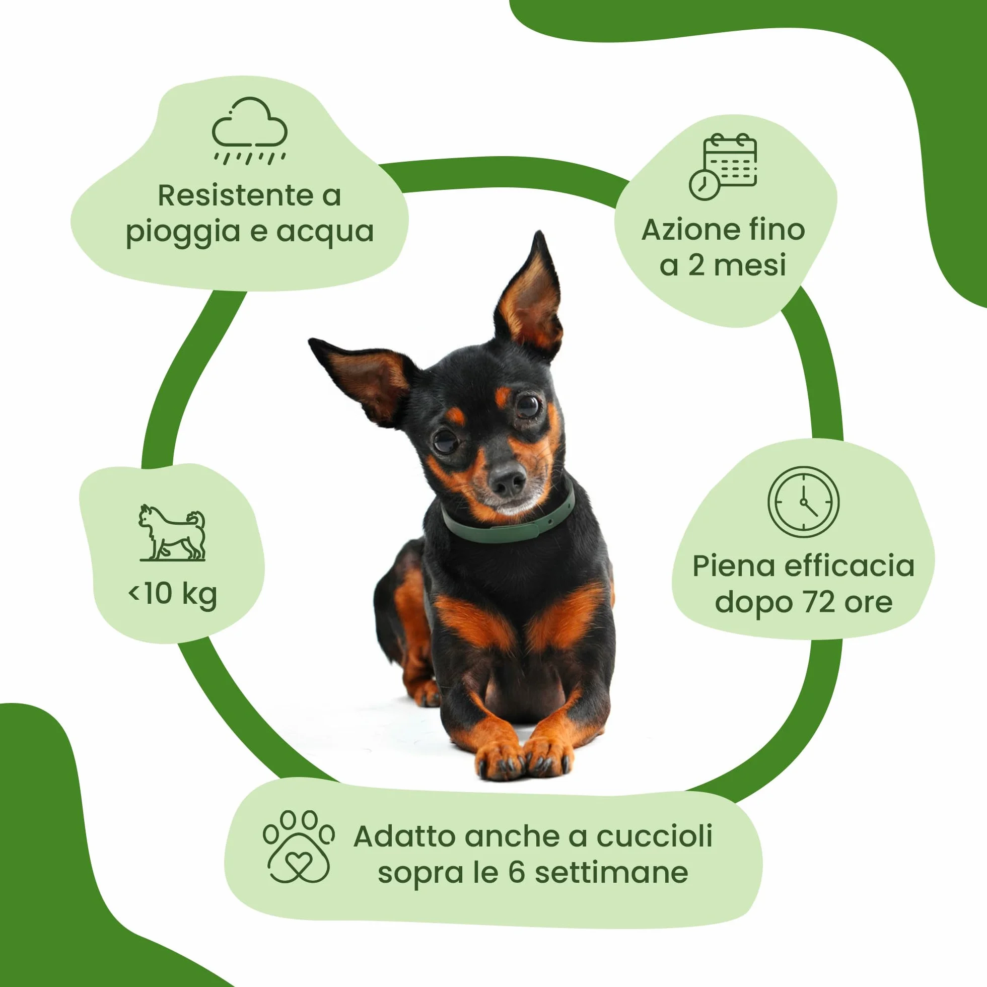 CAMON | Collare Olio di Neem per Cani di Taglia Piccola, 35cm, Protezione Naturale