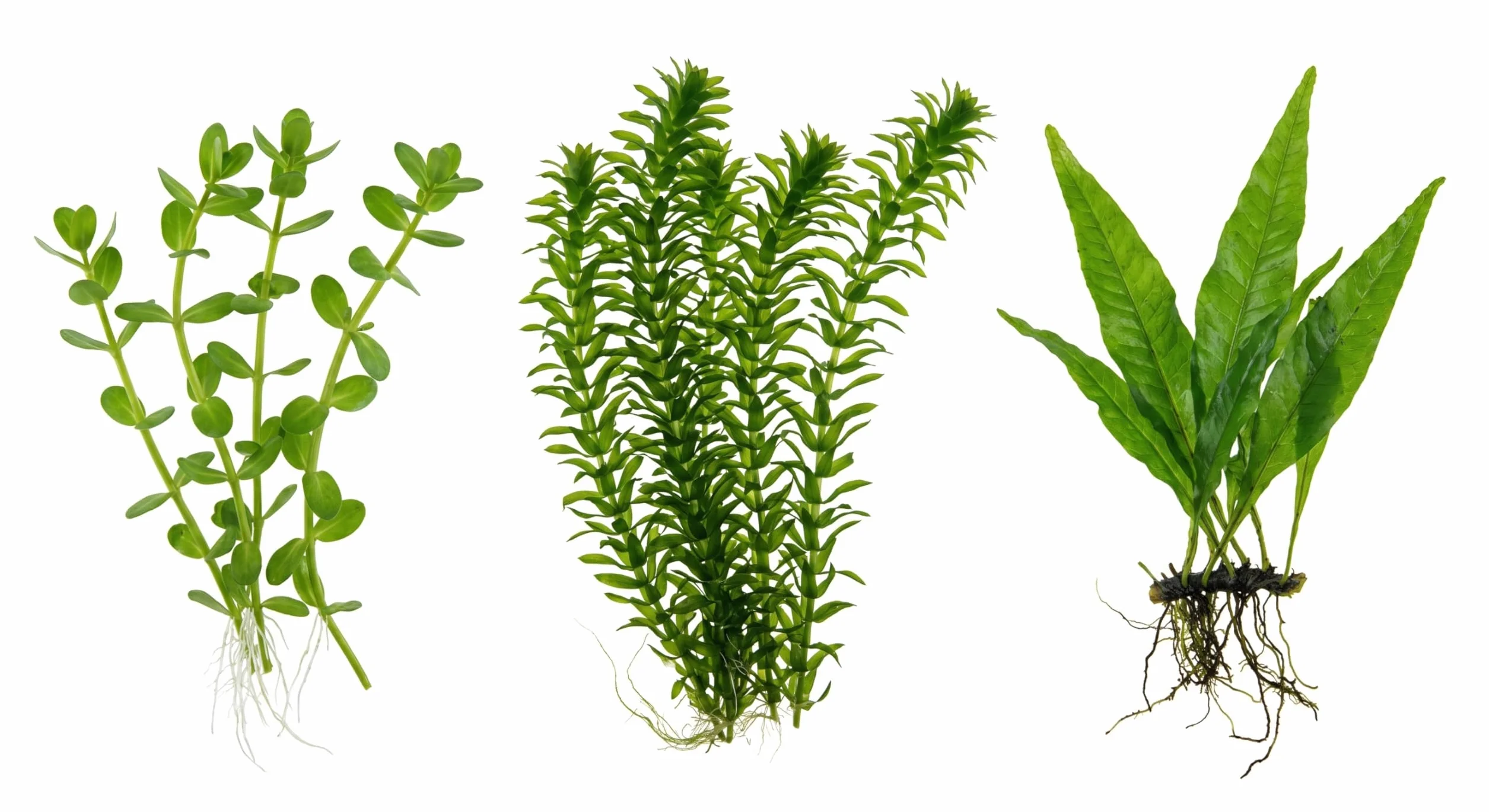 Set 3 Piante Vere Acquario: Bacopa, Elodea Densa, Microsorium Pteropus - Kit Piante Vive per Pesci d'Acqua Dolce, Facili da Coltivare e Ideali per Principianti in Ogni Acquario