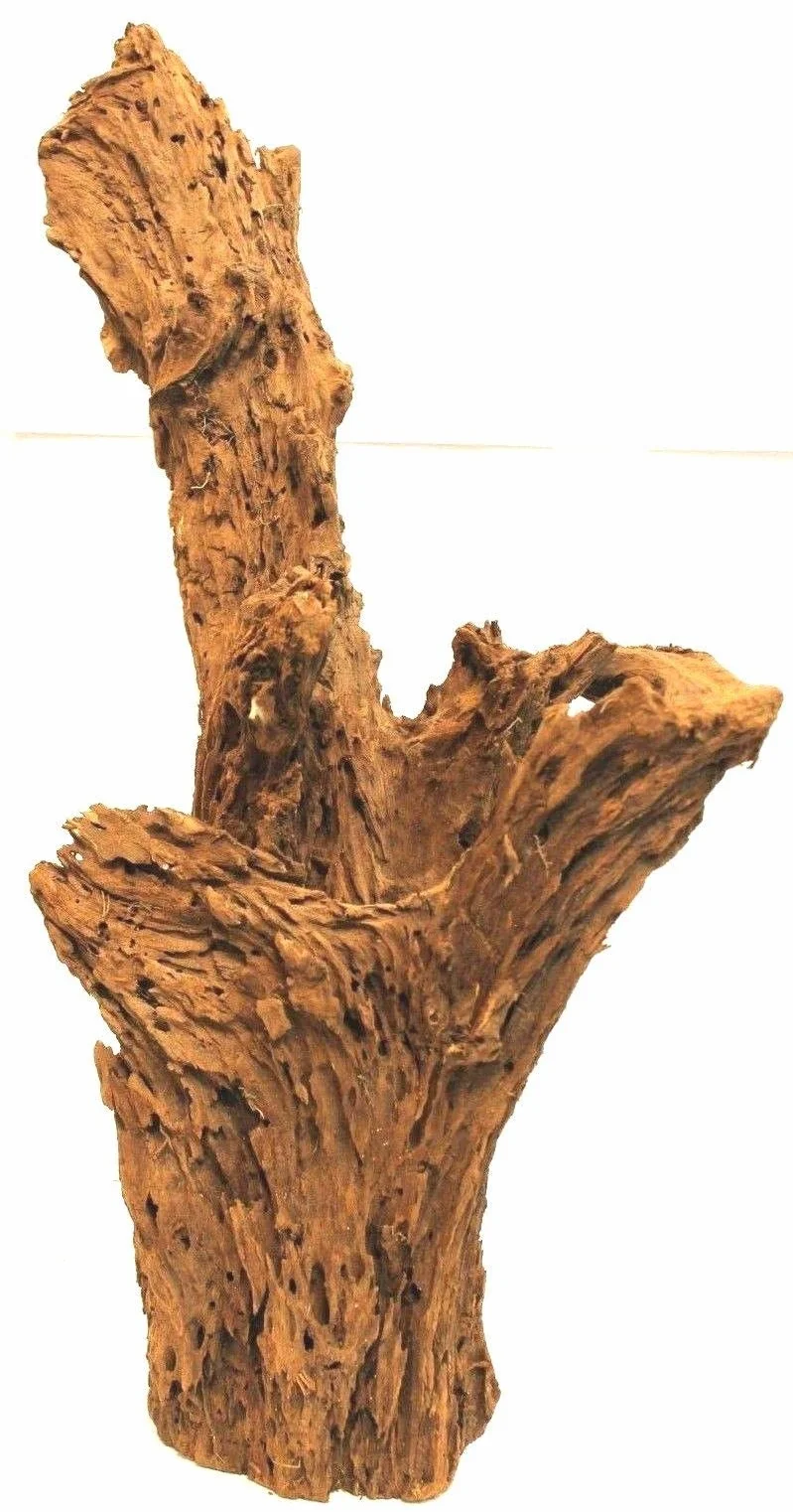 Wohnkult Radice di mangrovia XL 60-45 cm Decorazione per Acquario Radice Legno Mangrovia