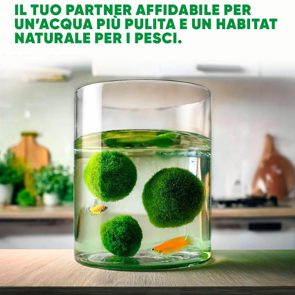 Marimo Alga Viva - 21 - Alga Palla Naturale per Acquario Piante Vere Acquario Acqua Dolce Ecosistema Autosufficiente Marimo Regalo, Moss Ball 2-4 cm per Nano e Grandi Acquari