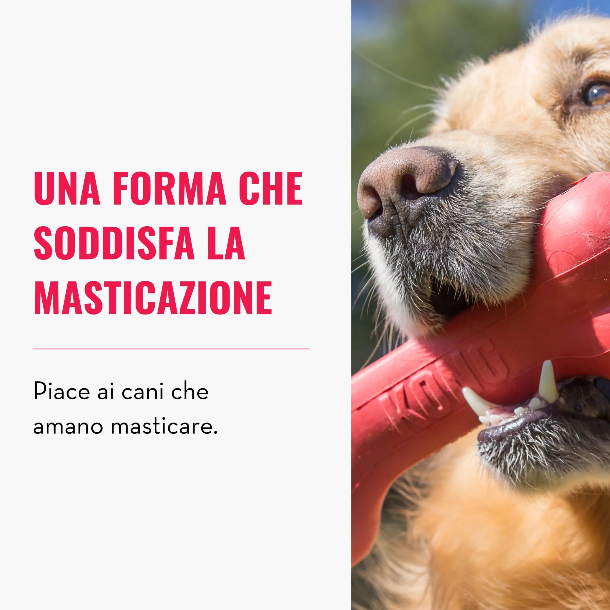 KONG Goodie Bone - Osso Classico In Gomma Naturale - Dispensatore Di Biscotti per Cani - Rosso - Per Cani Piccoli