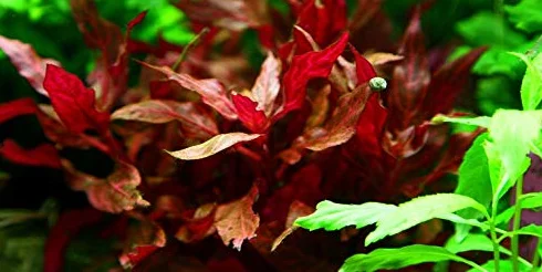 Alternanthera reineckii Rosanervig - x1 Mazzo - - Pianta Acquario Vivo
