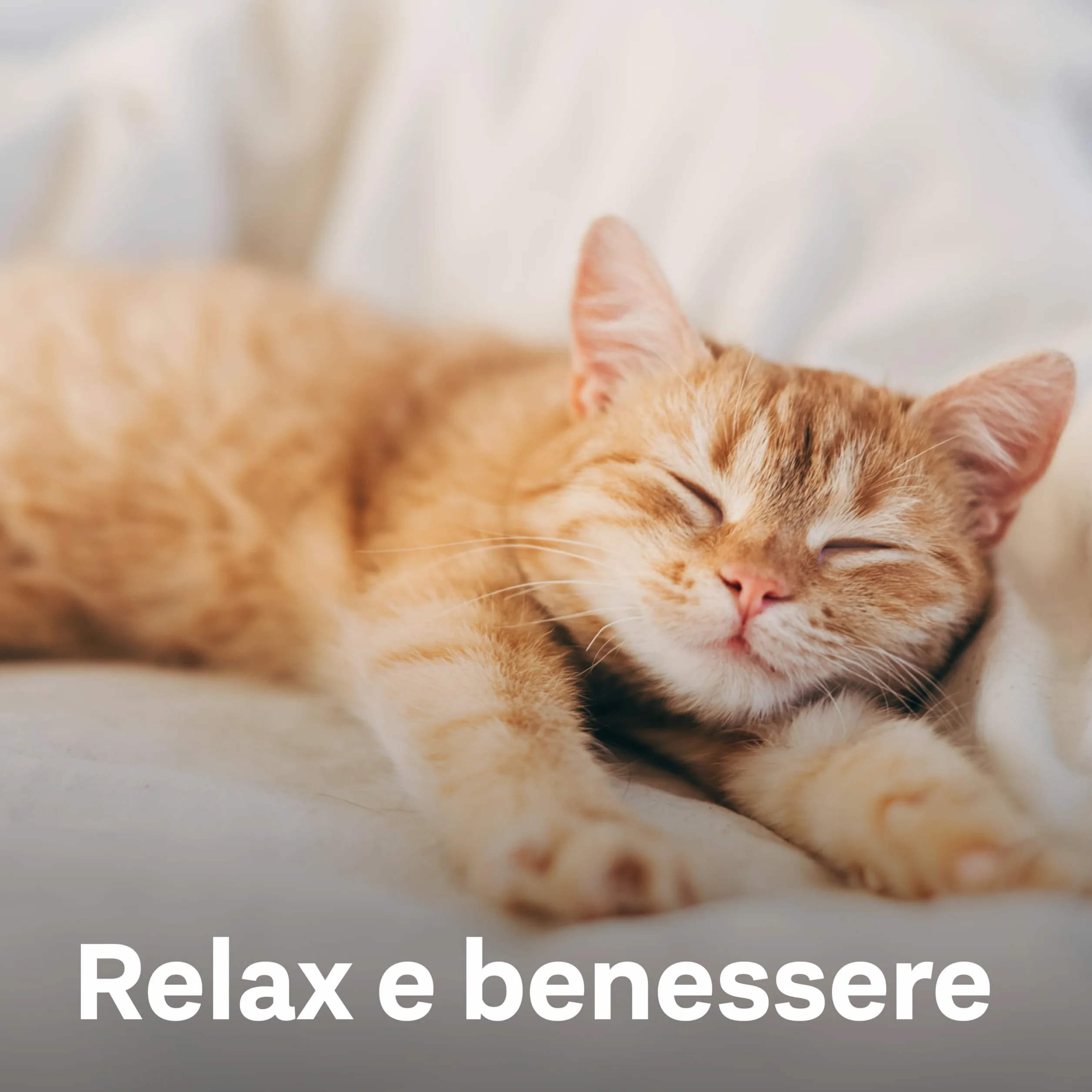 Doppelherz Relax Complex per Gatti – con Alpha-casozepina e L-triptofano – Supporto per il benessere mentale – 25 Licks cremoso