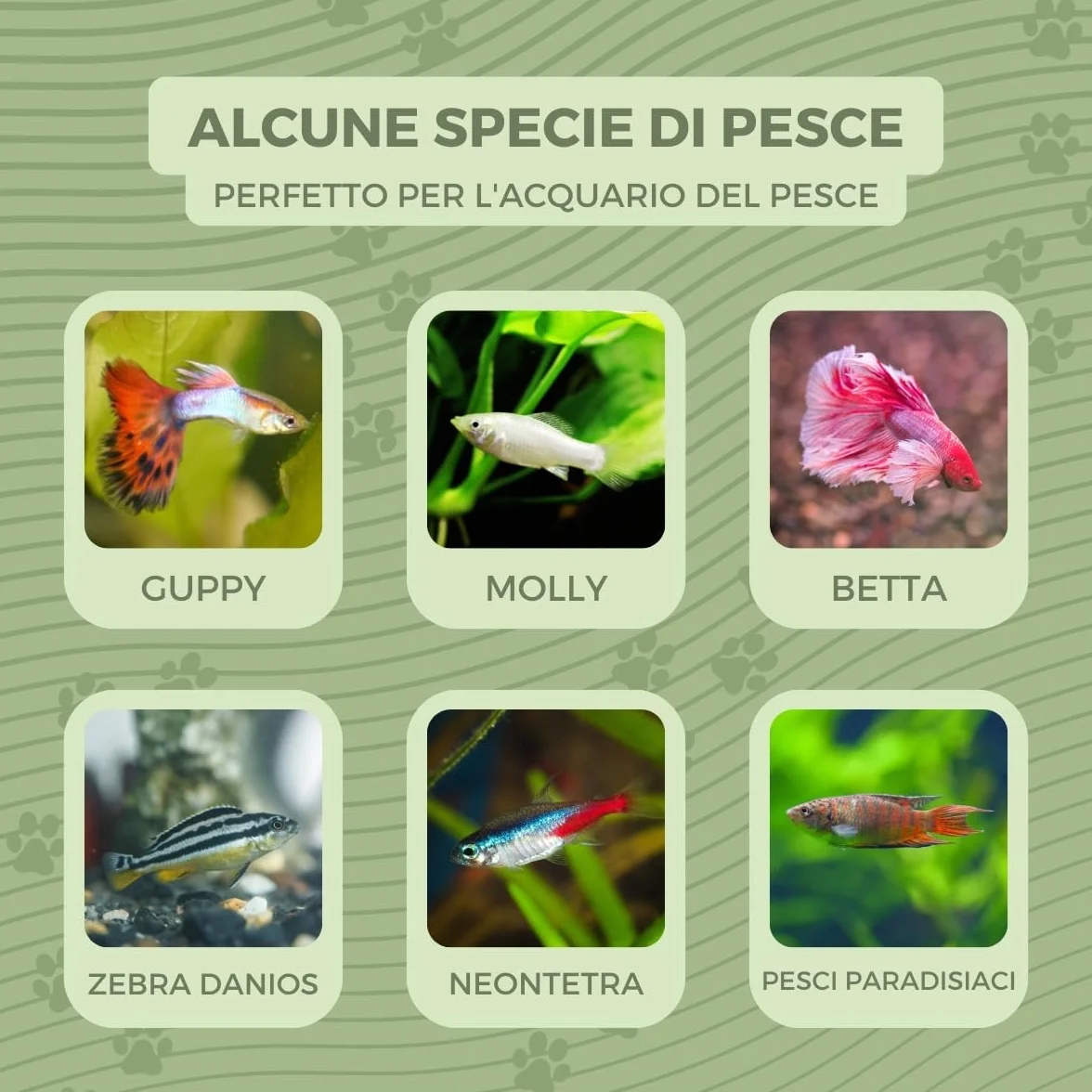 Mobiclinic® pets, Boccia per pesci, Rotondo, Nemo, 4 litri, Plastica pet eco, Design trasparente, 20x20x17, 5cm, Facile pulizia, Resistente, Ideale la decorazione domestica, Erbe acquatiche