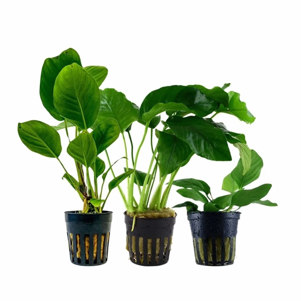 AquaOne Anubias caladiifolia angustifolia barteri nana I Set di 3 piante acquari Anubias caladiifolia angustifolia barteri nana I