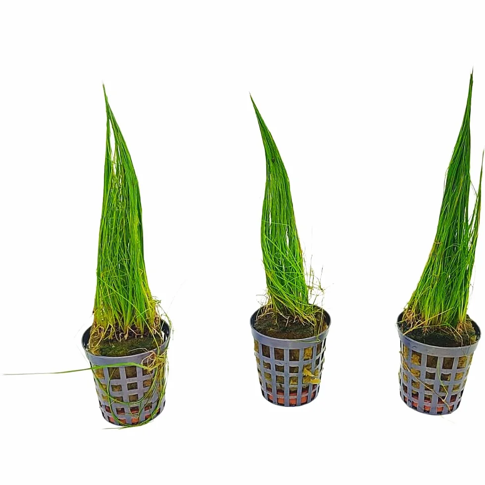 Eleocharis acicularis in Vasetto – Pianta Tappezzante per Acquario Dolce | Singola o Tris | Ideale per Primo Piano (Tris, 3, unità)