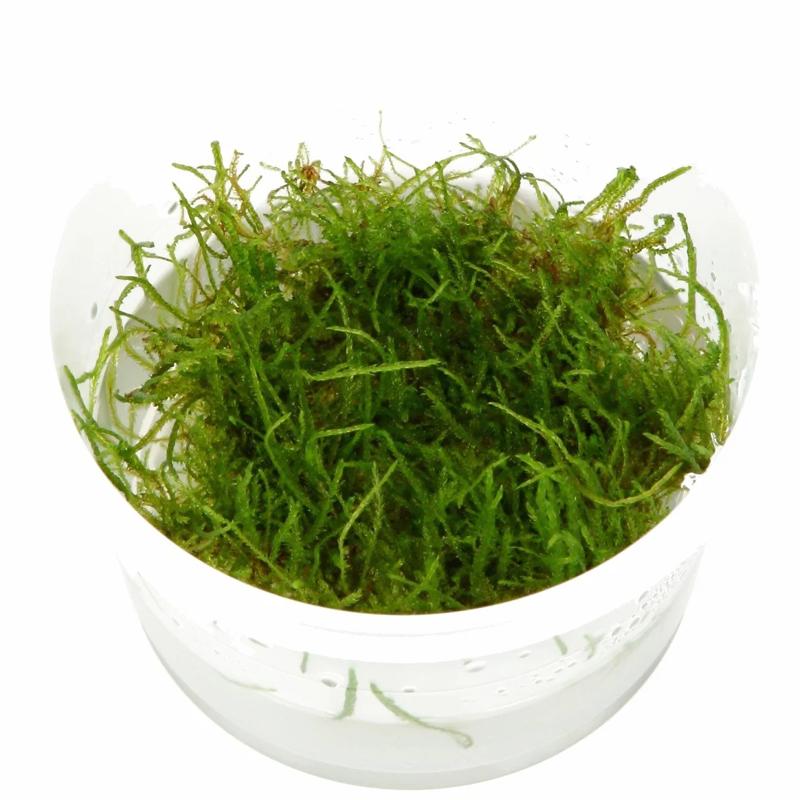 Tropica - Taxiphyllum barbieri 1-2 Grow (Java Moss) - Piante d'acquario