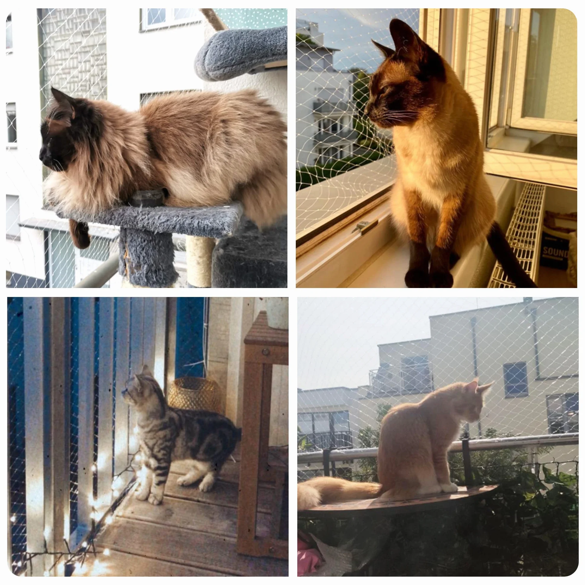 Pet Prime Rete di protezione per gatti per balcone, 4 x 3 m, per balcone esterno, scale, finestre, dimensioni invisibili, dimensioni varietali