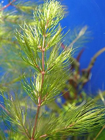 Hornwort Red Stems - Ceratophyllum Demersum Rotstengelig - 1 Mazzo - Piante vive per acquario