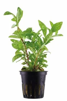 Hygrophila Polysperma Rosanervig 1 Mazzo Piante vive per acquario