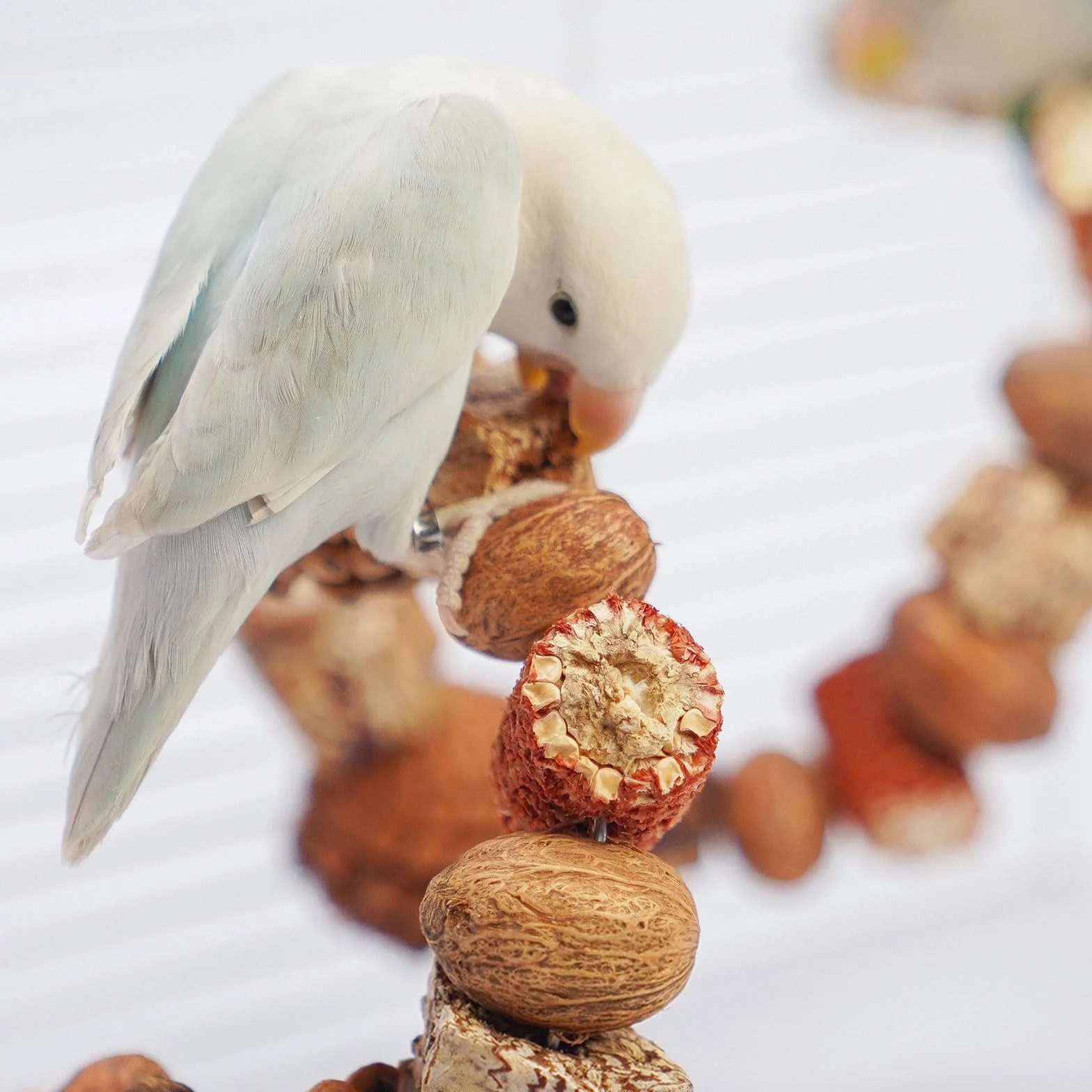 Posatoio per Uccelli, Posatoi per Pappagalli Giochi Inseparabili Accessori per Gabbie Giocattolo per Cockatiels (80cm)