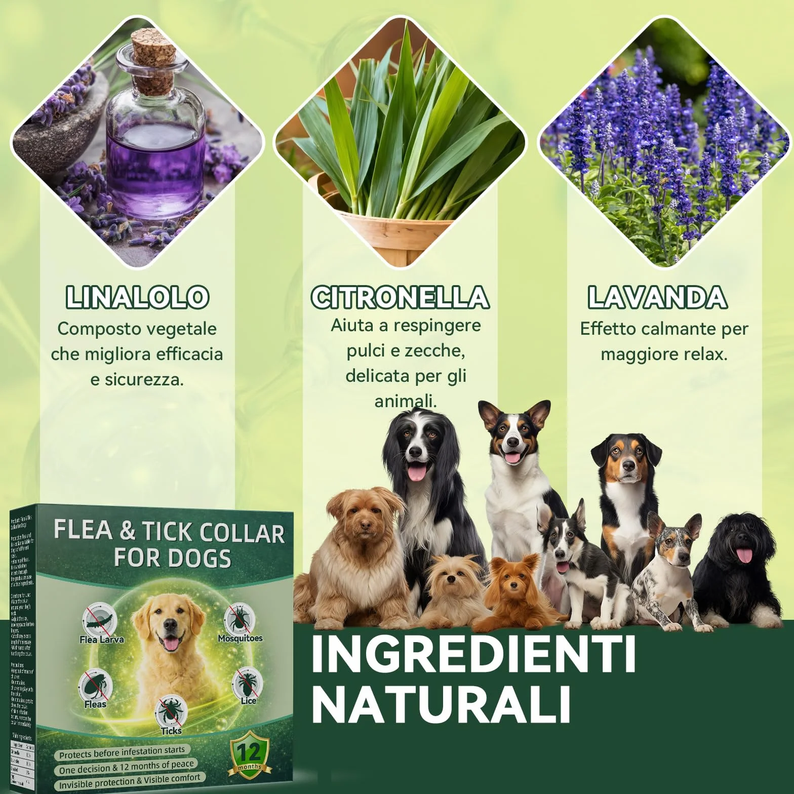 Collare Antiparassitario per Cani, Collare Antipulci Cane, Protezione Efficace, Naturale, Impermeabile, Regolabile, Collari Antiparassitari per Cani per Piccoli, Medi e Grandi a Tutte le Razze,65cm