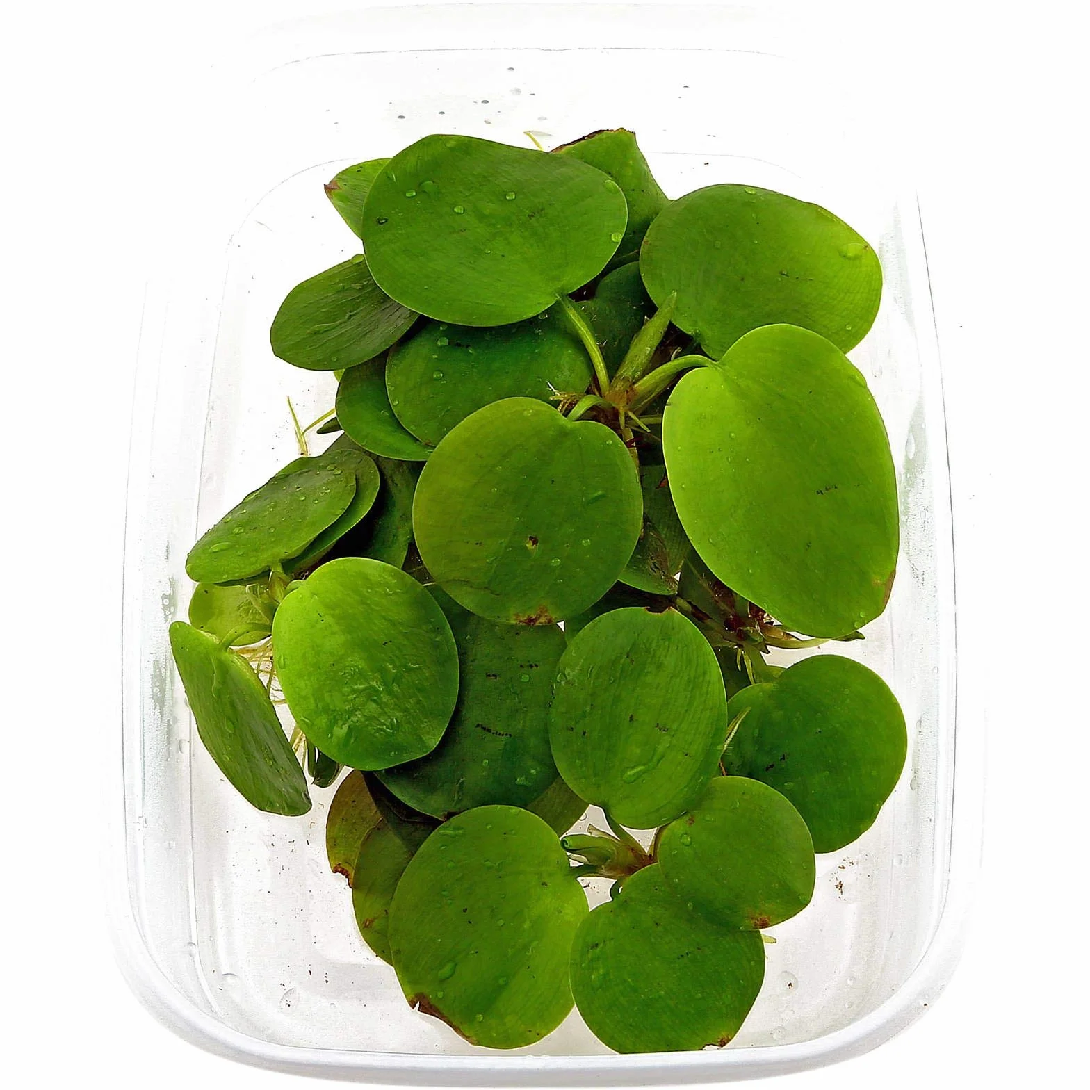 10 x Limnobium laevigatum folating Plants Against Algae - Piante Vive per Acquario