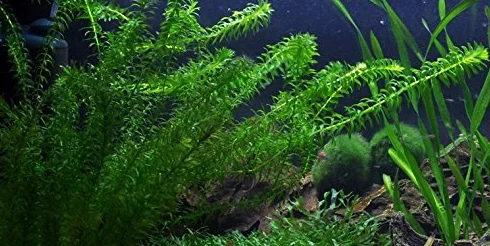 Egeria densa - 1 x Mazzo - Piante vive per acquario