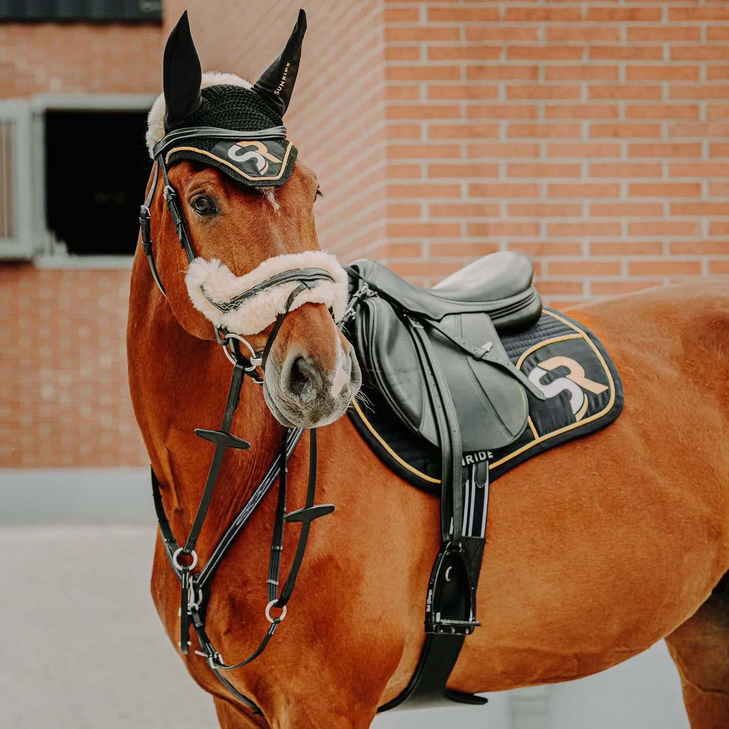 SUNRIDE Pettorale cavallo in pelle con martingala (Windsor) – attacco a 3-punti – forchetta martingala rimovibile – inserti elastici – regolabile (Cob, nero)