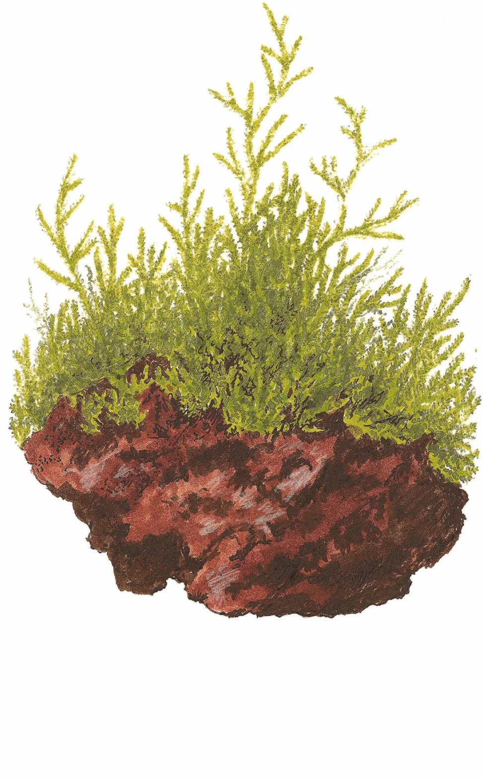 Tropica - Taxiphyllum barbieri 1-2 Grow (Java Moss) - Piante d'acquario